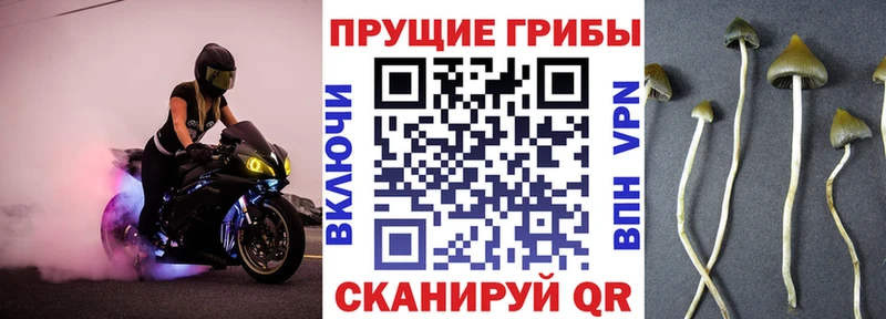 закладки Голицыно Галлюциногенные грибы мухоморы